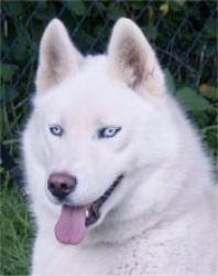 Liubov's Etoile De Neige